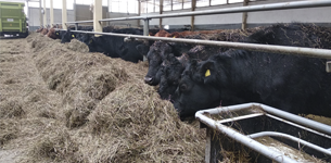 Tribal farm for cattle breeding meat breeds RUP "Grodno Plempred Enterprise"