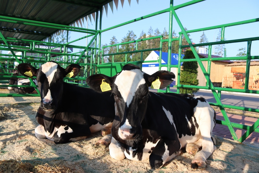 ���� 1 (3).JPG