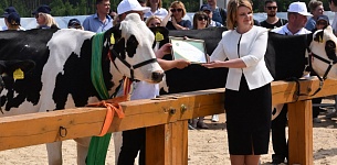 REPUBLICAN COMPETITION "BEST PEDIGREE DAIRY COW"